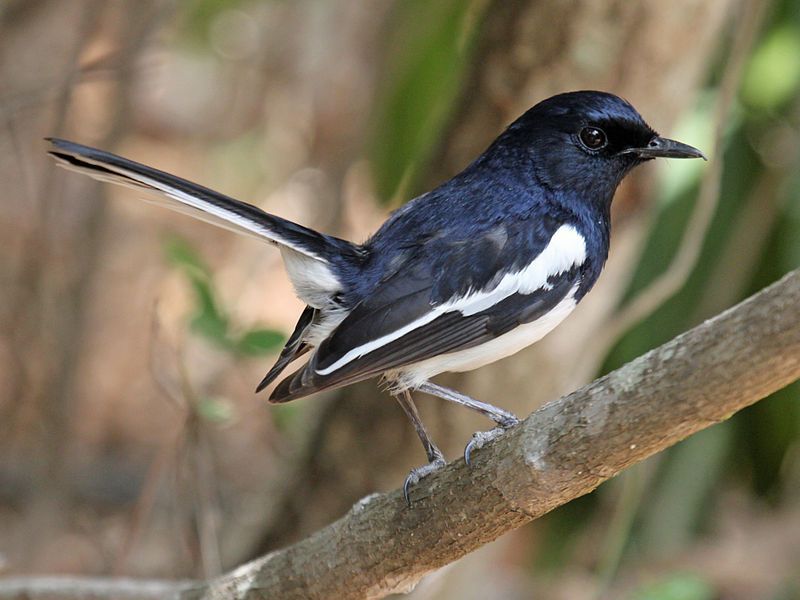 Madagascar_magpie-robin__19