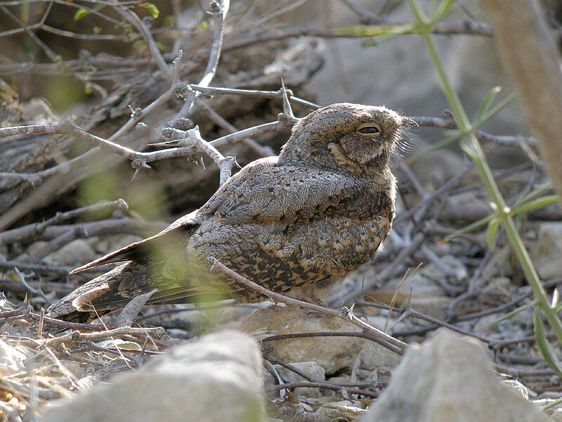 Madagascar_nightjar__6