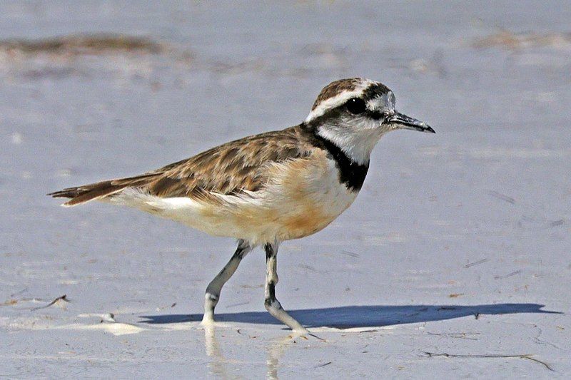 Madagascar_plover__17