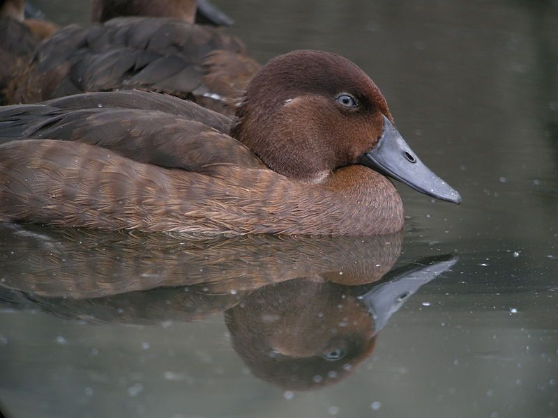 Madagascar_pochard__4