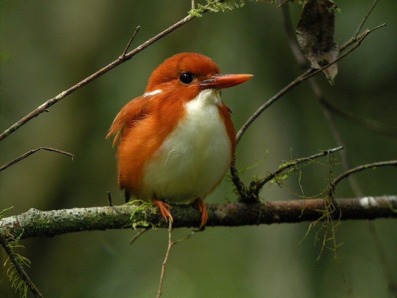 Madagascar_pygmy_kingfisher__24