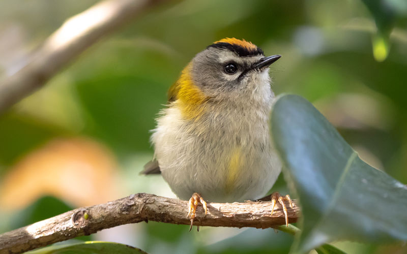 Madeira Firecrest