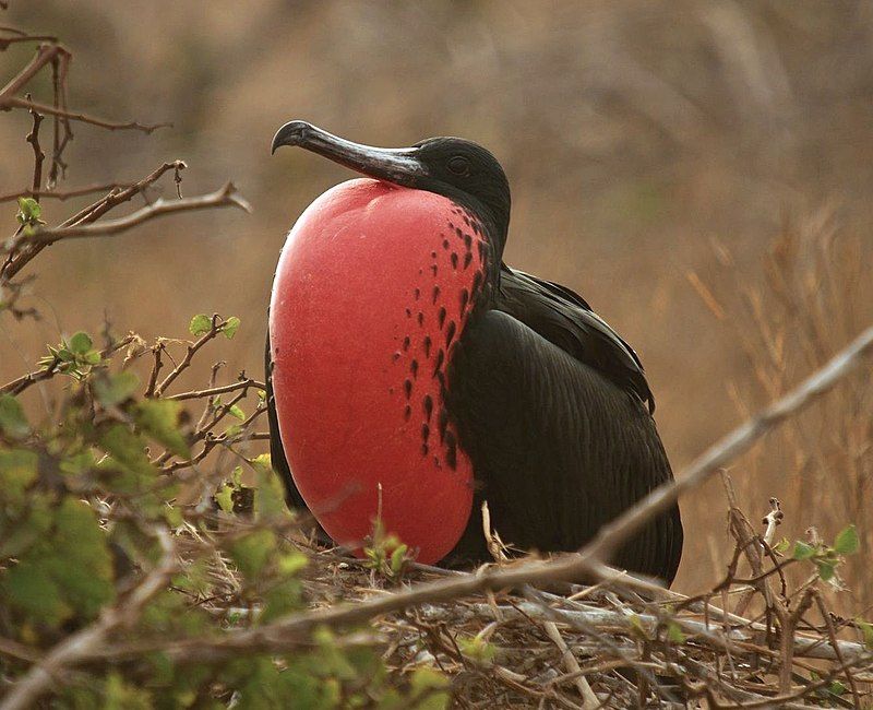 Magnificent_frigatebird__1