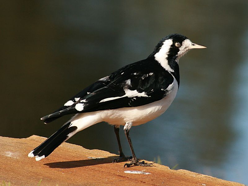 Magpie-lark__3