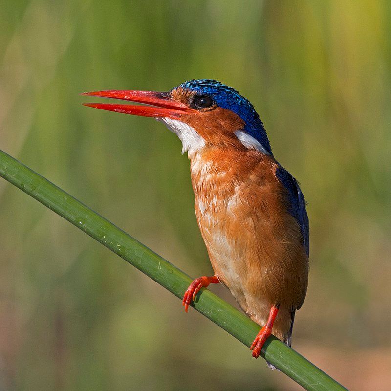 Malachite_kingfisher__29