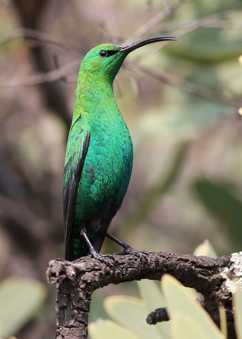 Malachite_sunbird__8