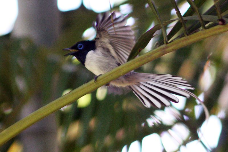 Malagasy_paradise_flycatcher__3