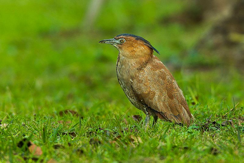 Malayan_night_heron__14