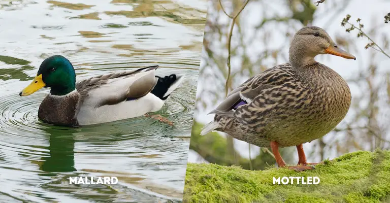 Mallard Vs Mottled Duck