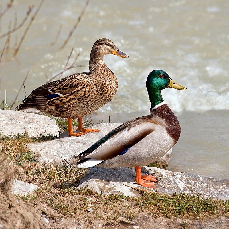 Mallard__3