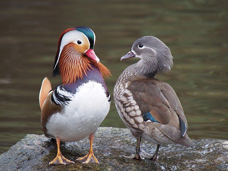 Mandarin_duck__1