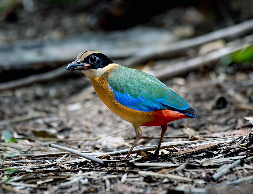 Mangrove Pitta