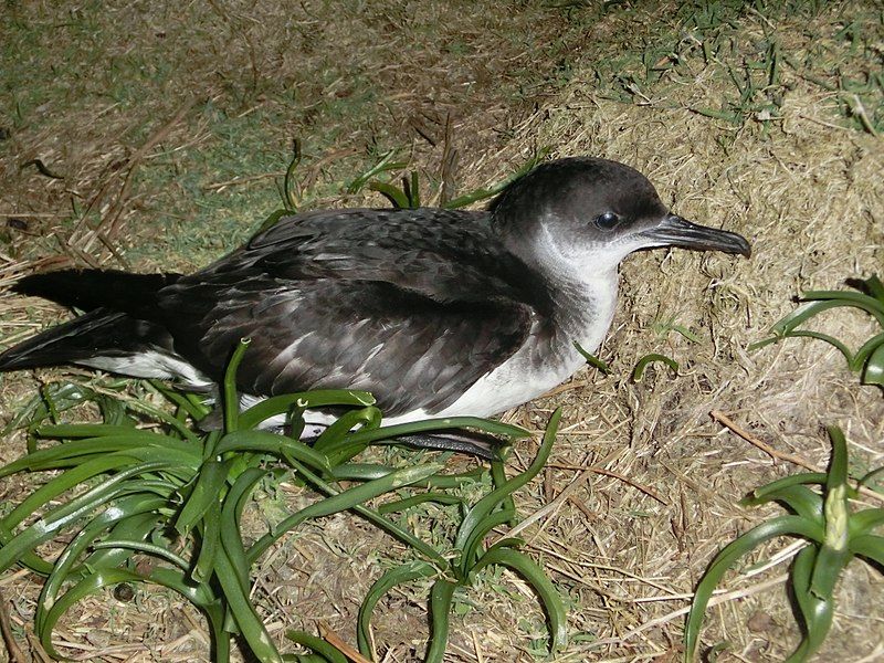 Manx_shearwater__11