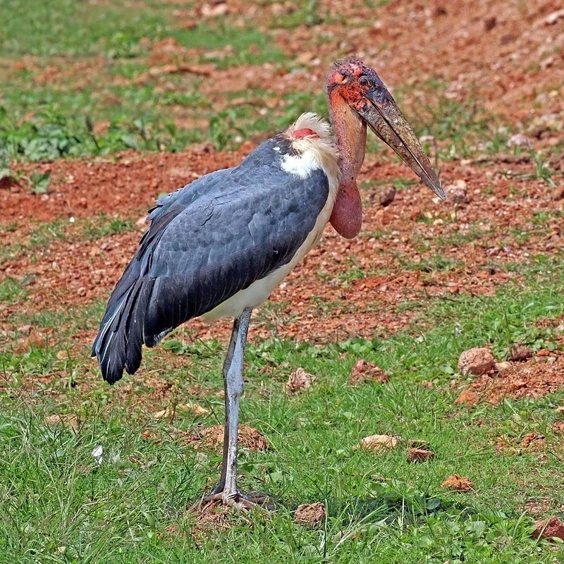 Marabou_stork__12