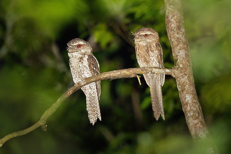Marbled_frogmouth__11