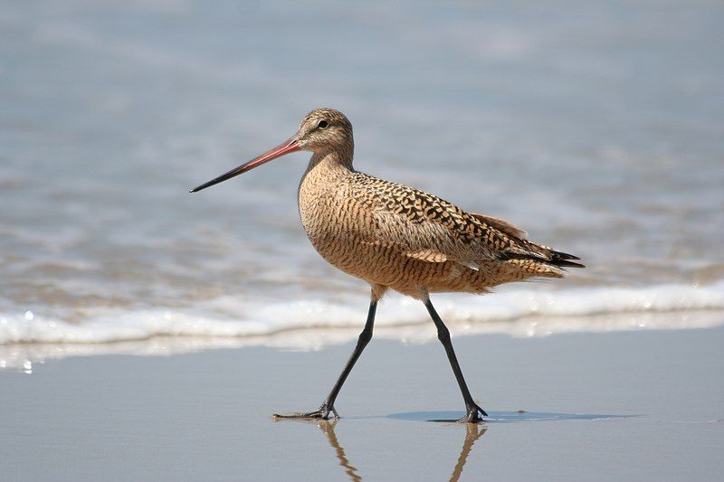 Marbled_godwit__3