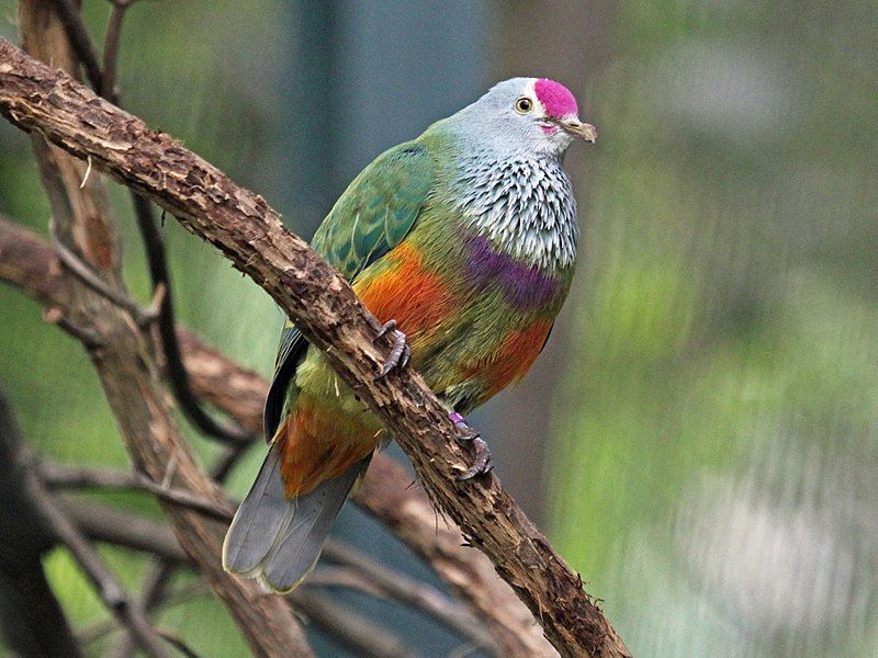 Mariana_fruit_dove__6