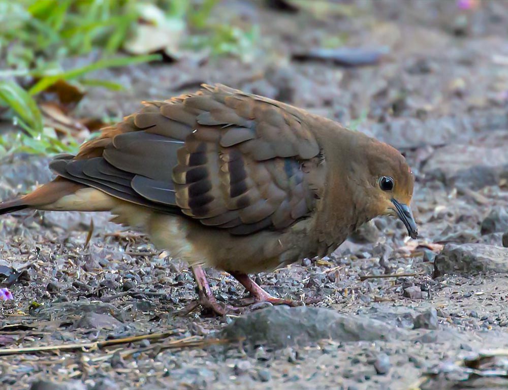 Maroon-chested Ground Dove