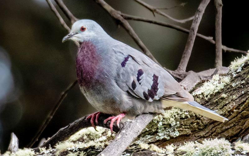 Maroon-chested ground dove