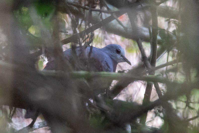 Maroon-chested_ground_dove__18