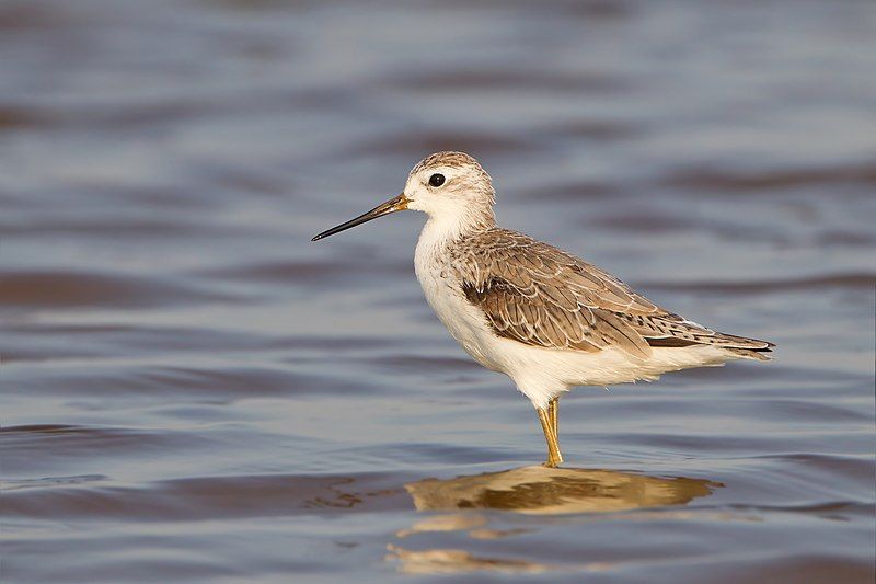 Marsh_sandpiper__20