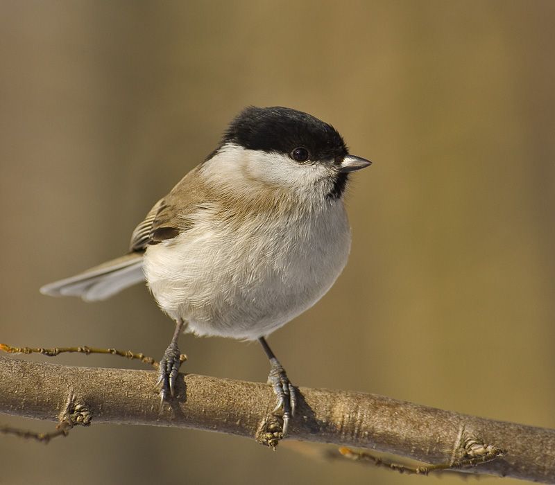 Marsh_tit__10