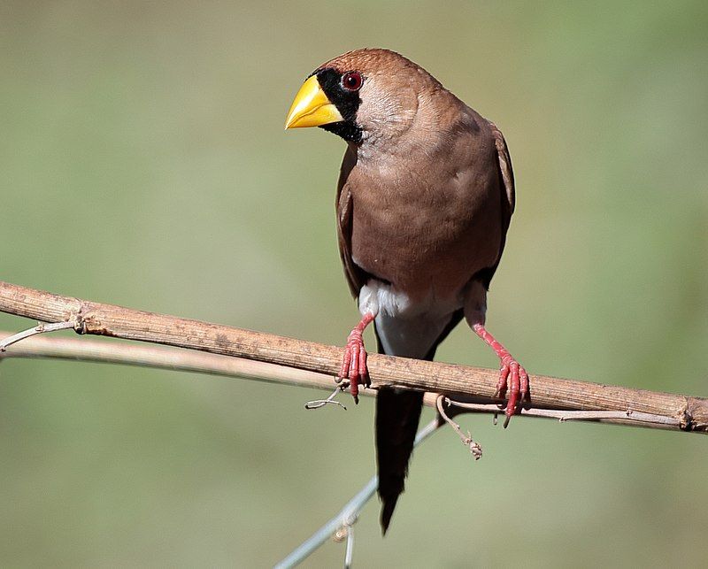 Masked_finch__14