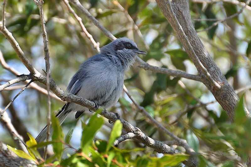 Masked_gnatcatcher__12