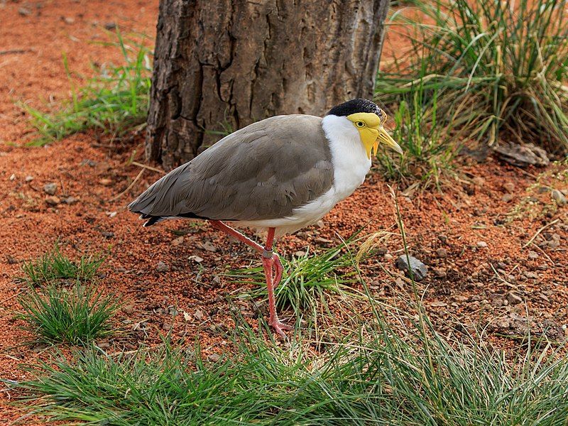 Masked_lapwing__20