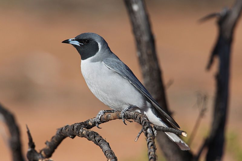 Masked_woodswallow__20