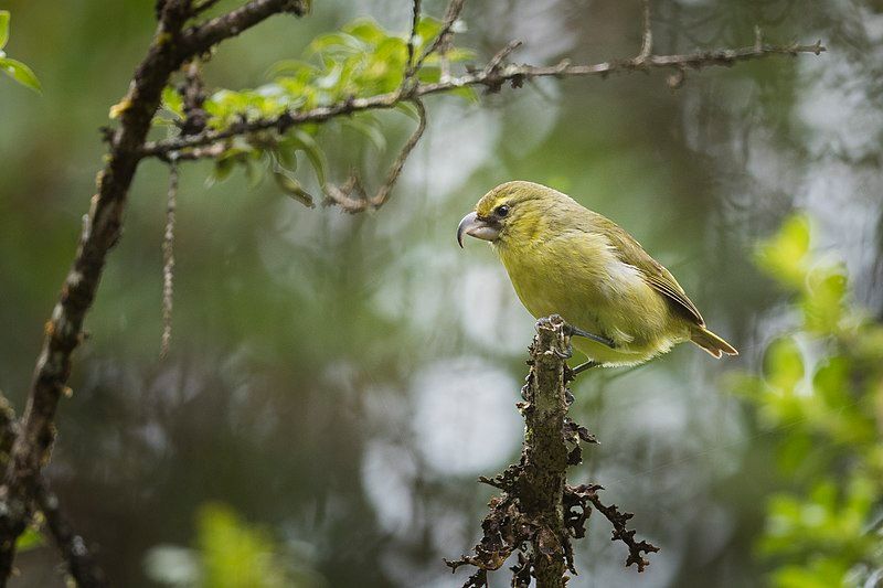 Maui_parrotbill__9