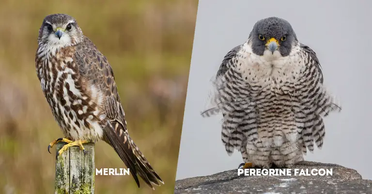 Merlin Vs Peregrine Falcon