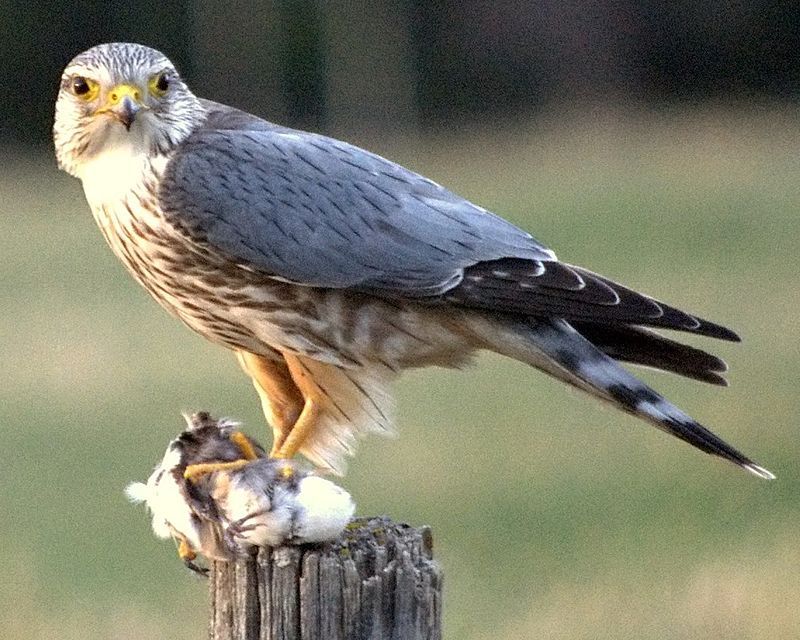 Merlin_(bird)__21