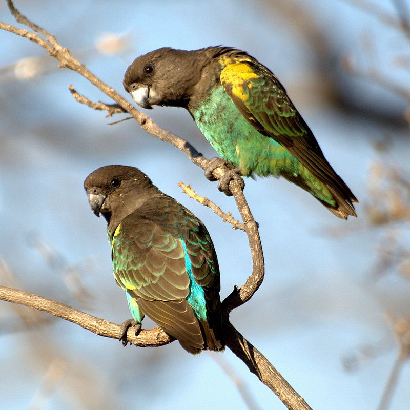 Meyer's_parrot__10