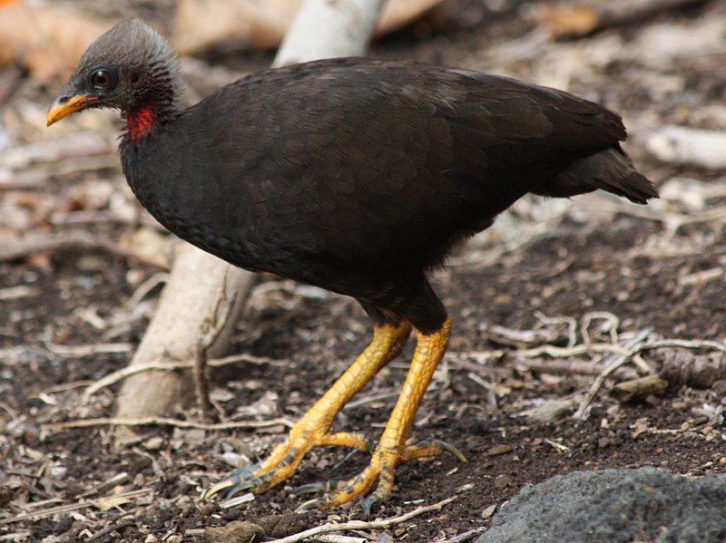 Micronesian_megapode__3