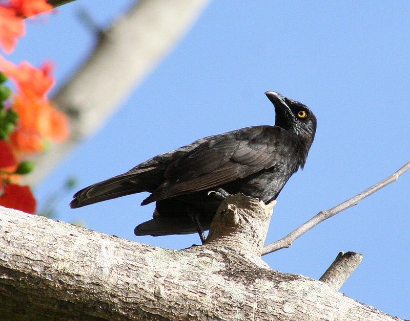 Micronesian_starling__11