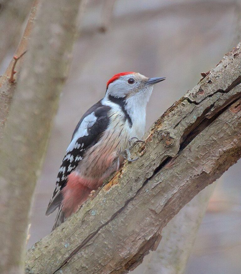 50 Birds Of Poland - The Worlds Rarest Birds