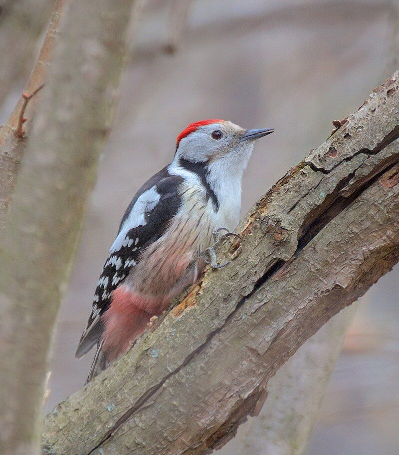 Middle Spotted Woodpecker