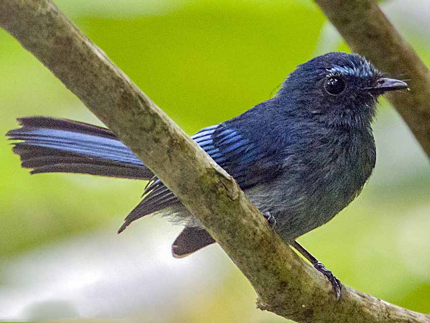 Mindanao Blue Fantail