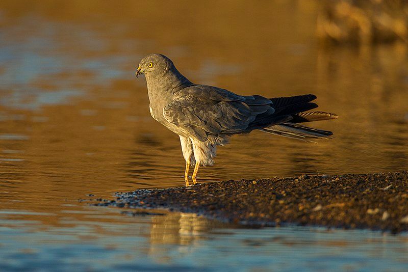 Montagu's_harrier__10