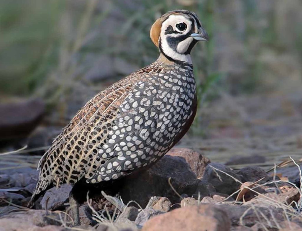 Montezuma quail