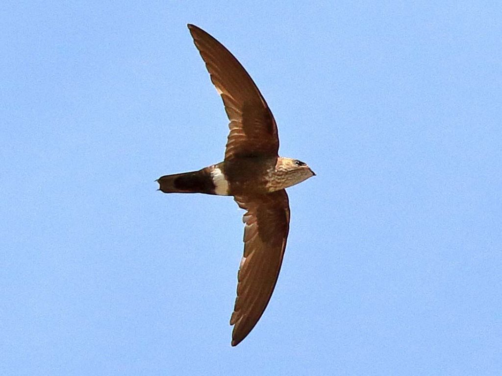 Mottled Spinetail