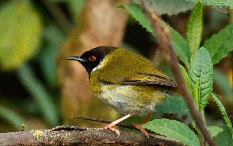 Mountain Masked Apalis