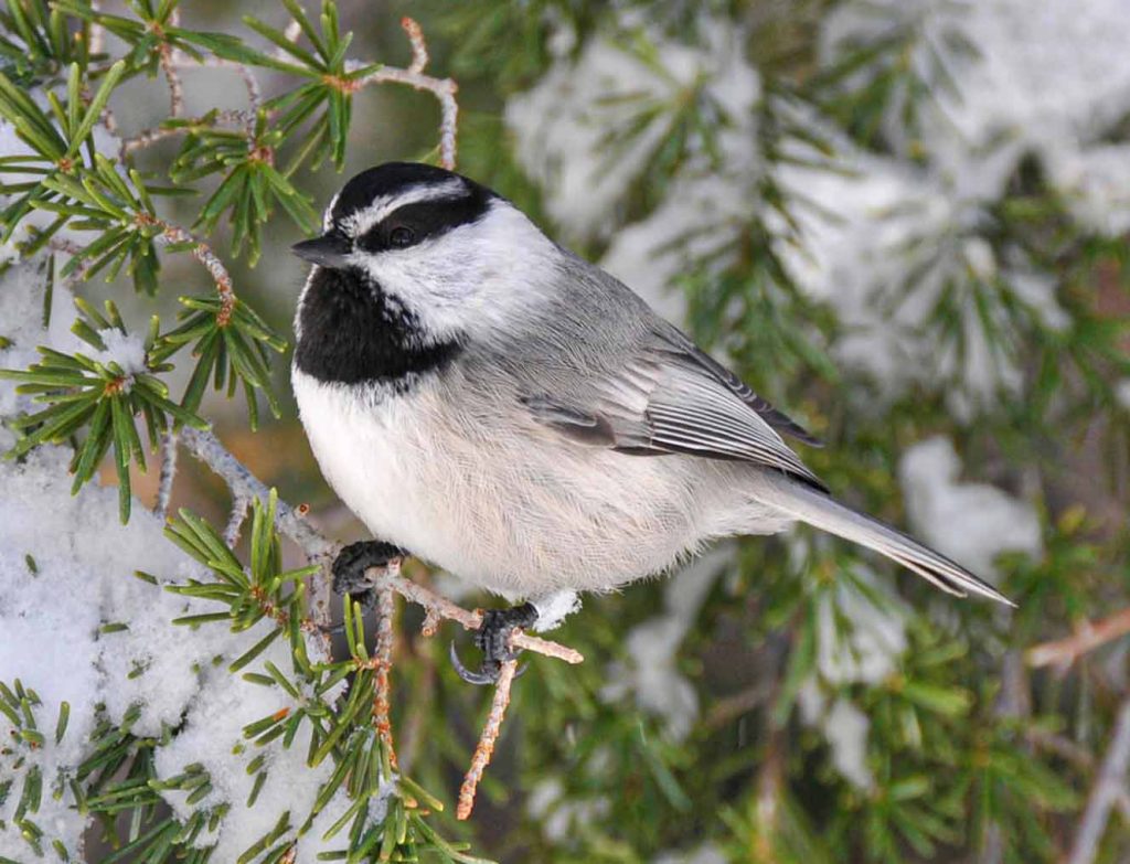 Mountain chickadee