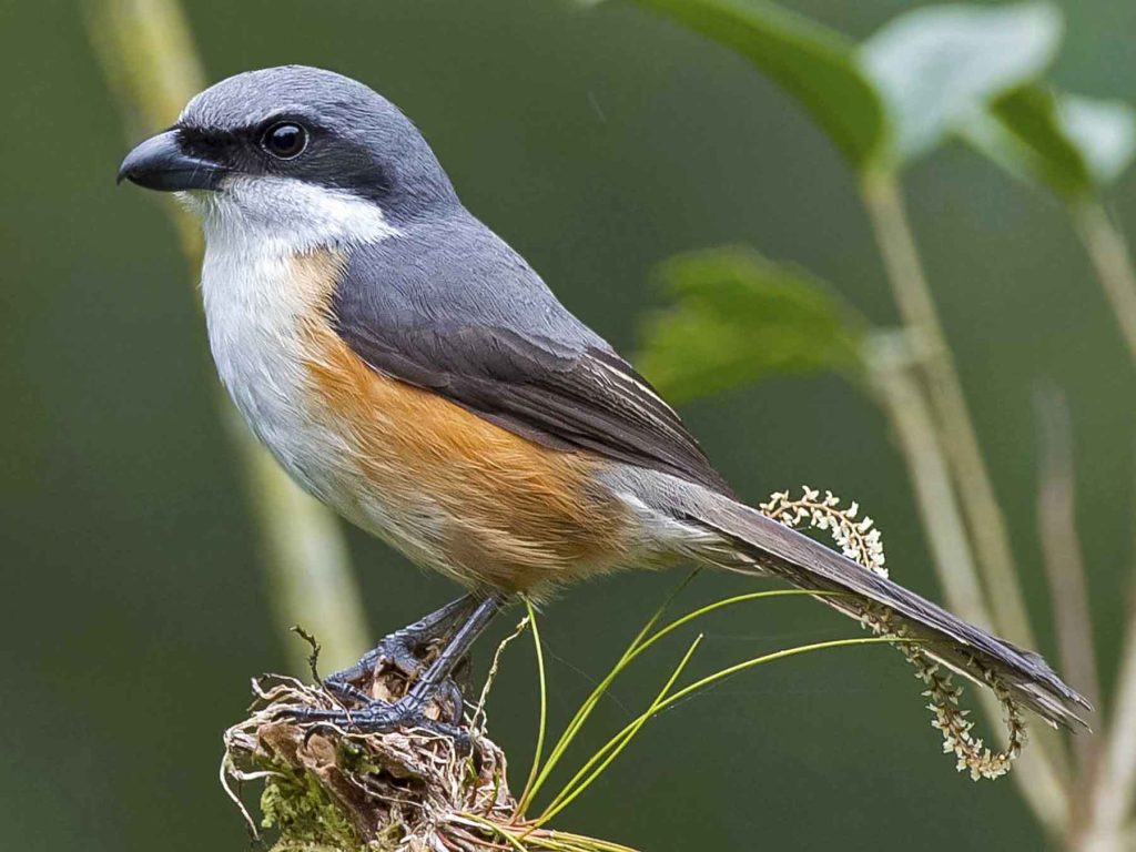 Mountain shrike