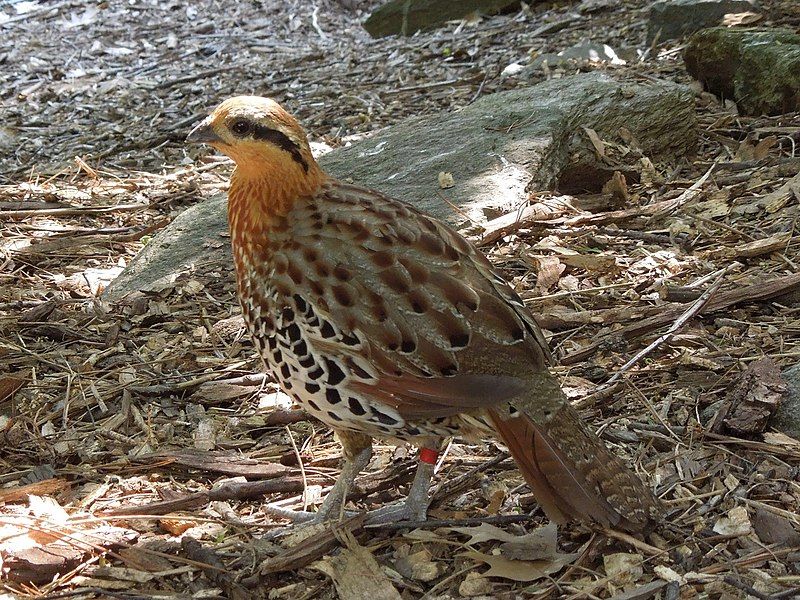 Mountain_bamboo_partridge__7