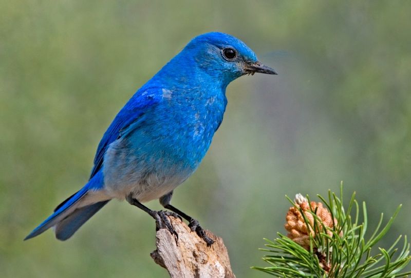 Mountain_bluebird__1