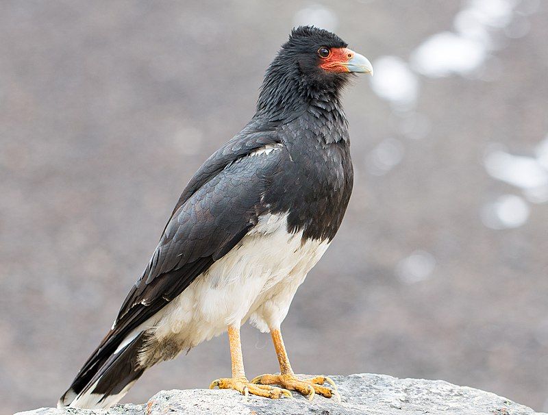 Mountain_caracara__15