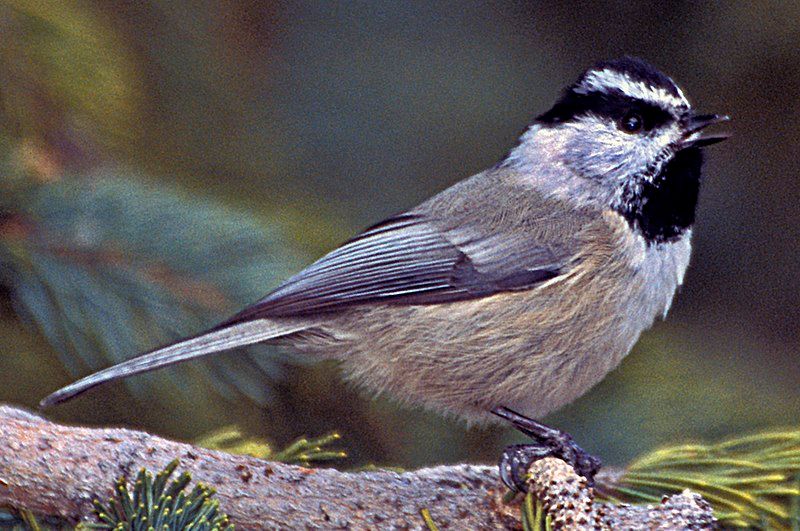 Mountain_chickadee__20