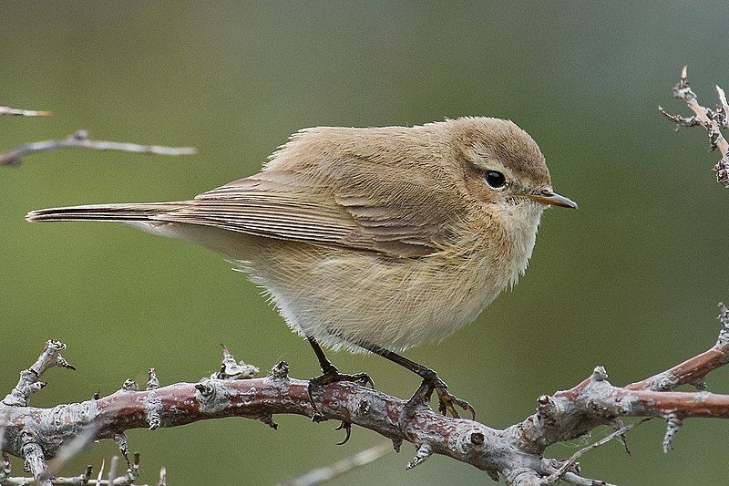 Mountain_chiffchaff__38